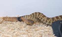 7-14-11 Hopi breeding.jpg