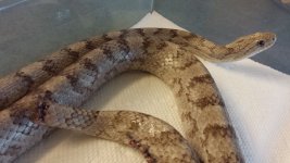 frankensnake2.jpg