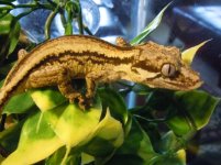 tongue shot.jpg tongue shot.jpg