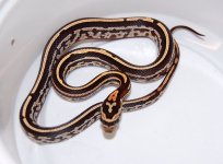 Okeetee Tessera 1.JPG