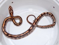 Okeetee Tessera 2.JPG