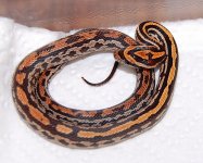 Okeetee Tessera 3.JPG