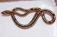 Okeetee Tessera 4.JPG