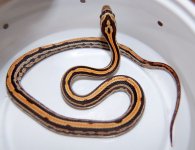 Okeetee Tessera 5.JPG