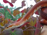 Buzztail April 2010 009.jpg