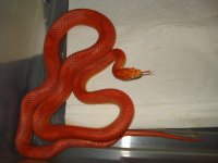 cornsnakes2004.jpg