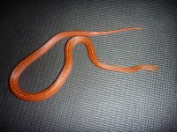 P1090391 (Medium).JPG