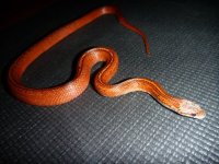 P1090390 (Medium).JPG