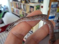 P1070299 (Medium).JPG