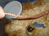 th_cornsnakes2042.jpg