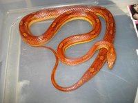 cornsnakes2027.jpg