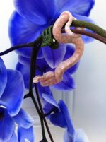 snow orchid 004.jpg