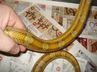 cornsnakes2022.jpg