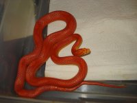cornsnakes2005.jpg
