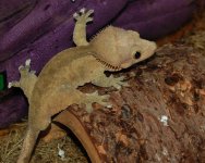 Tail_edited-1.jpg