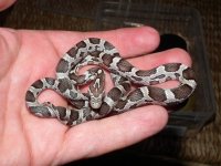 DSCF3537 [h liv].jpg