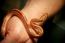 TimberCornsnake_11-16-2013Snake-2smallgimpedit.jpg