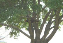 Buzzard 3.jpg