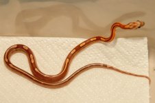 TimberCornsnake_11-16-2013Snake-1gimpeditsmall.jpg