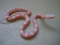 peppermint motley male 2.jpg peppermint motley male 2.jpg