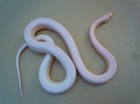 pink snow striped.jpg pink snow striped.jpg