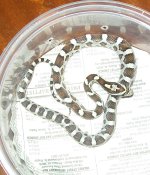 OxS caramel 1 female rsz.jpg