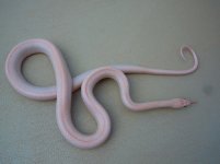 hypo lavender stripe male 2.jpg hypo lavender stripe male 2.jpg