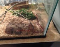 Cornsnake about a year.JPG