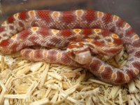 forum ultramel abbott.jpg