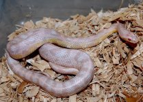Neon Snow male 2014-08-18.JPG