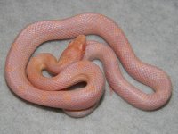 opal_het_stripe_corn_snake_baby_l.jpg