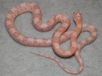 salmon_snow_corn_snake_baby_l.jpg