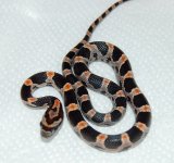 Okeetee Male 1 2014-08-21.JPG