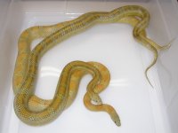 Amber Bloodred h Lavender X SK Caramel Blood ph Amel (EC145).JPG