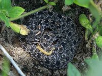 pygmy rattler - no flash.jpg