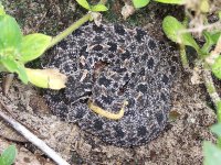 pygmy rattler - with flash.jpg