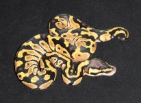 Pastel Ball Python.jpg