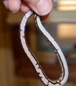 Tessera Okeetee 3 belly1.JPG