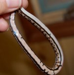 Tessera Okeetee 3 belly2.JPG