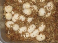 2012eggs.jpg