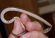 Tessera Okeetee 3 belly1_1.JPG