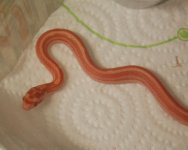 1st Baby_edited-1.jpg
