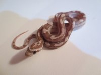 IMG_0240 (1024x768) (800x600).jpg