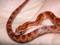cornsnake.JPG