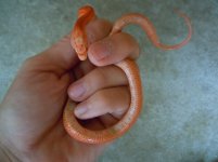 Sparky's belly.jpg Sparky's belly.jpg