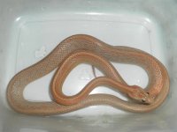 Bord Terrazzo juvie.jpg