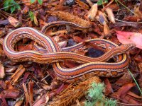 Gartersnake July 2011 003cr.jpg
