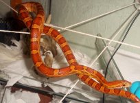 String-Snake-Climbing-Vines-1024x756.jpg