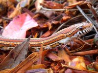Gartersnake July 2011 010cr.jpg