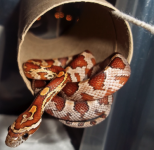 Tube-String-Snake-Swing1.png